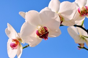 世界帆船创新技术展：新能源推进系统成亮点，帆船项目有哪些